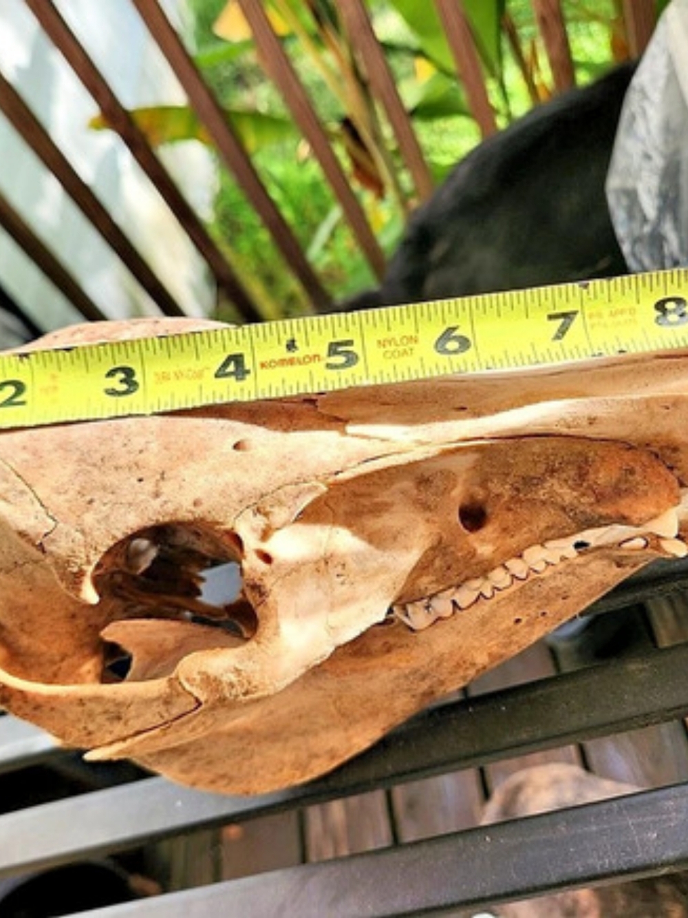 Hog Skull And Jaw